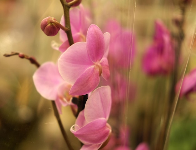 Orquídea rosa en una olla en la tienda