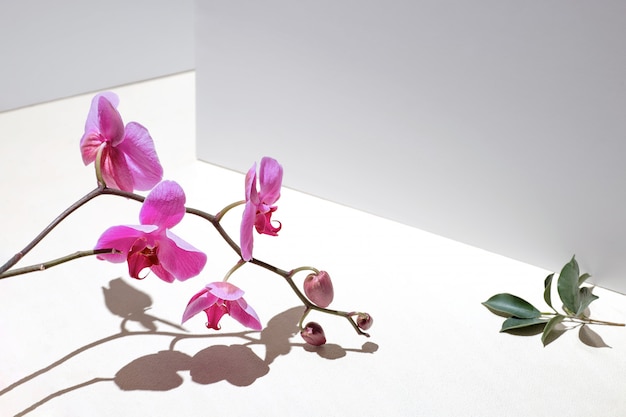 orquídea rosa sobre un fondo blanco