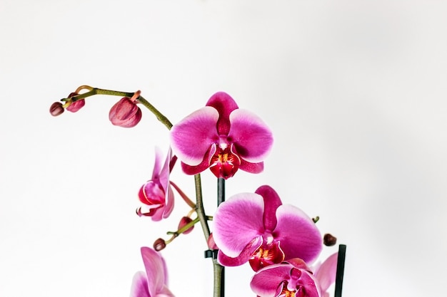 Orquídea rosa sobre un fondo blanco.