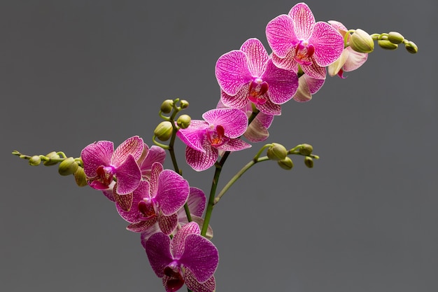 Orquídea rosa sobre un fondo gris. Estudio fotográfico.