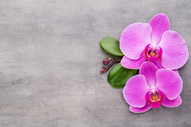 Orquídea rosa sobre fondo gris.