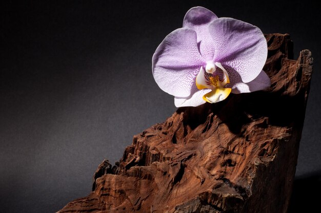 Orquídea rosa sobre un tocón de madera Fondo oscuro