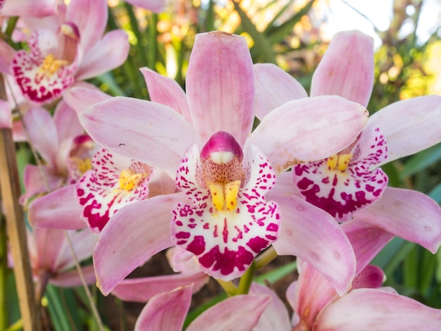 Orquídea rosa en su entorno