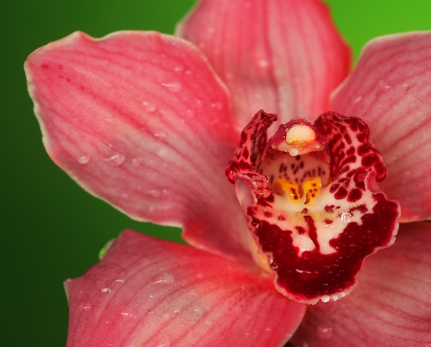 Orquídea rosa. Tiro macro en estudio.