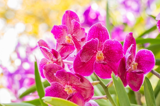 Orquídea rosa, Vanda.