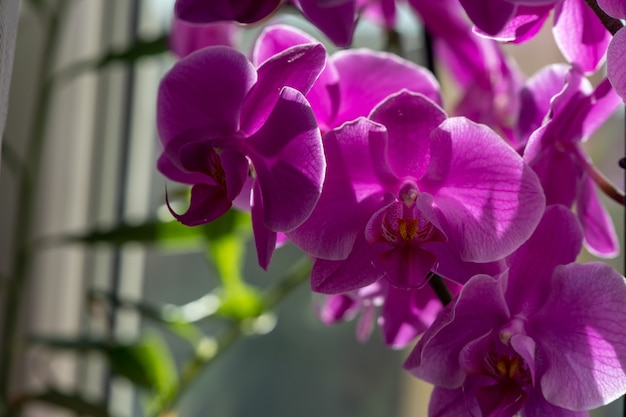 Foto orquídea rosa en la ventana con luz de fondo