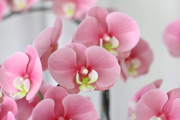 Orquídea rosa, vista de ángulo de primer plano