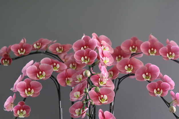 Orquídea rosa, vista de ângulo de close-up