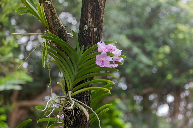 Orquídea rosada adjunta a un árbol en los Jardines Botánicos de Singapur