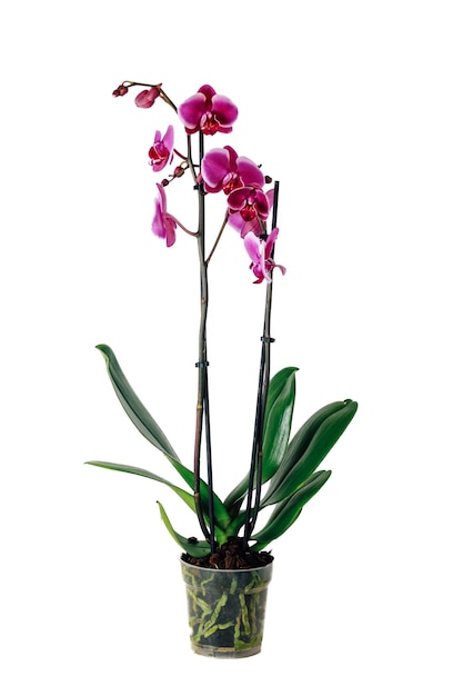 Orquídea rosada aislada en un fondo blanco. Orquídea en dos ramas.