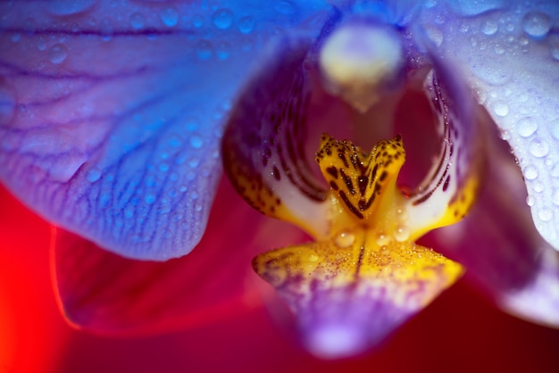 Foto orquídea rosada delicada con el primer de las gotas de rocío en fondo rojo