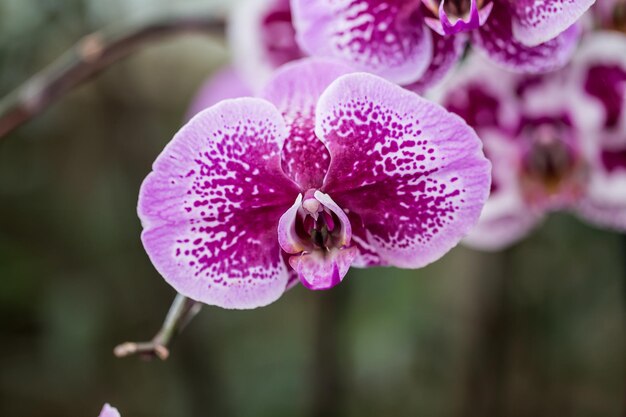 orquídea rosada en el jardín