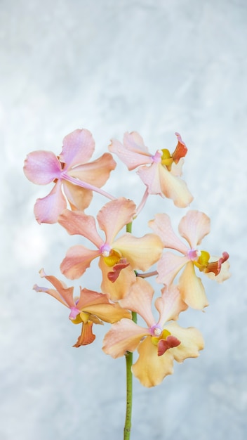 Orquídea rosada sobre un fondo gris