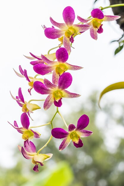 Orquídea roxa bonita