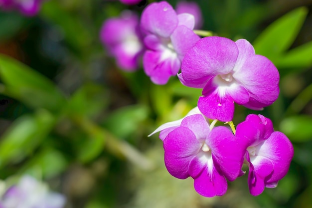 Foto orquídea roxa com espaço para o texto, flor da orquídea à direita do quadro.