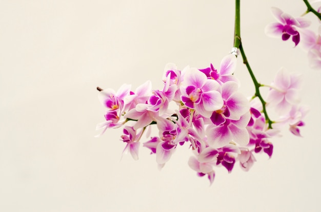 Orquídea roxa contra um fundo branco