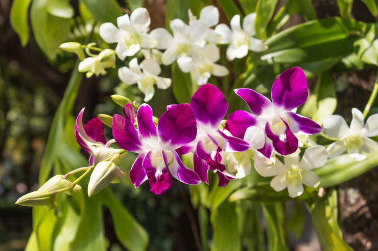 Foto orquídea roxa de florescência