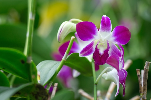 Orquídea roxa em um grupo de flores.