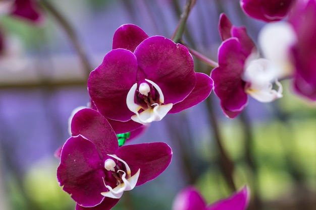 Orquídea roxa na inflorescência no jardim