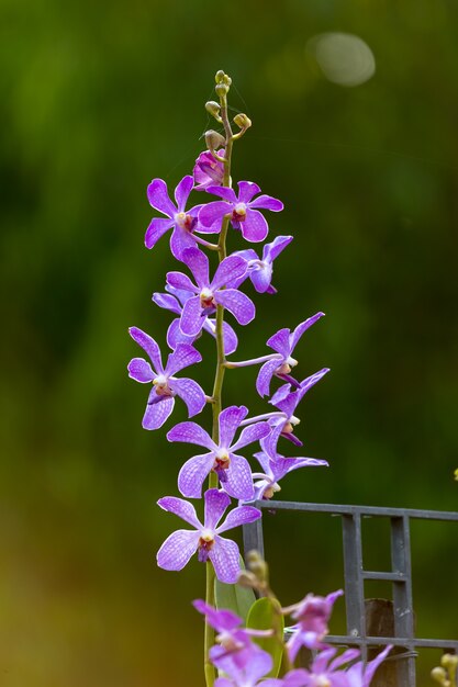 Foto orquídea roxa na natureza