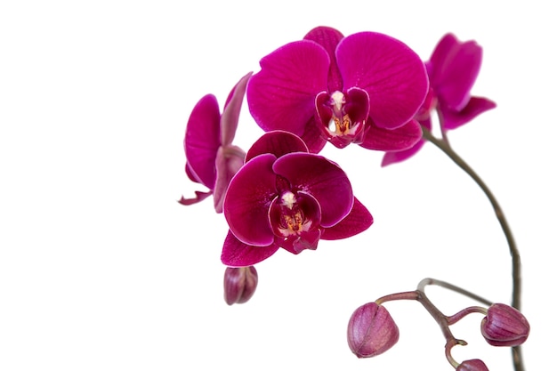 Orquídea roxa, ramo florido com botões, isolado em um fundo branco