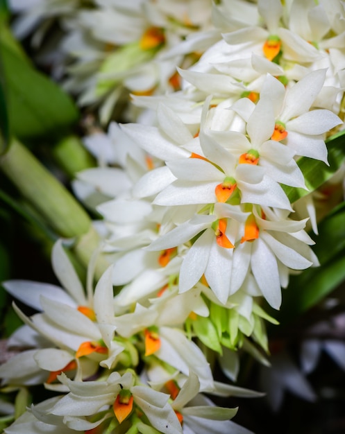 Orquídea salvaje blanca en bosque, orquídea rara