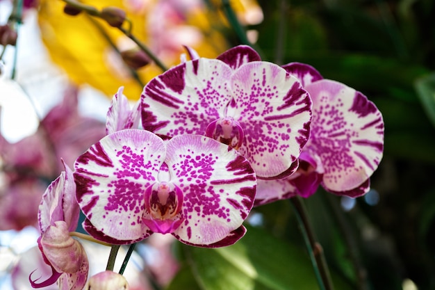 Foto orquidea salvaje en la granja