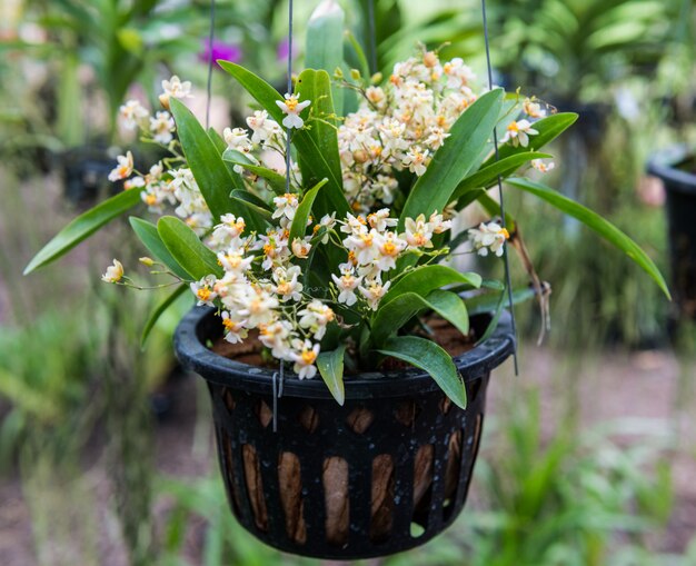 Orquídea salvaje tropical