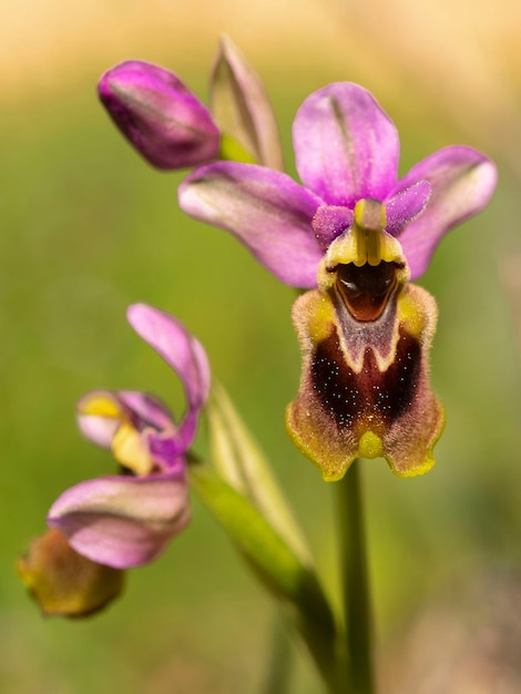 Orquídea sawfly ophrys tenthredinifera málaga espanha