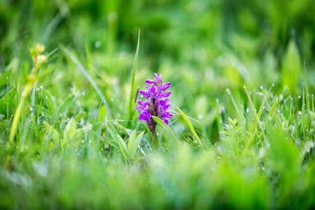 Orquídea Selvagem na Grama