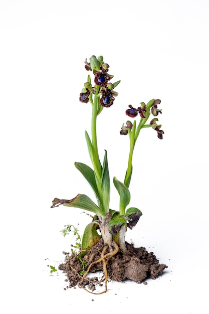 Orquídea selvagem, nome científico; Especulo de Ophrys no fundo branco