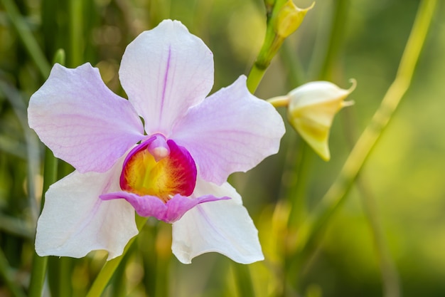 Orquídea selvagem roxa branca, sinos dos teres de Vanda.