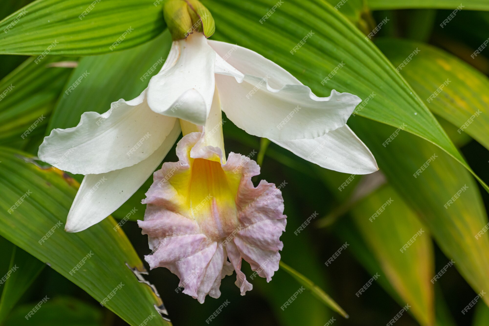 Orquídea sobralia mirabilis | Foto Premium