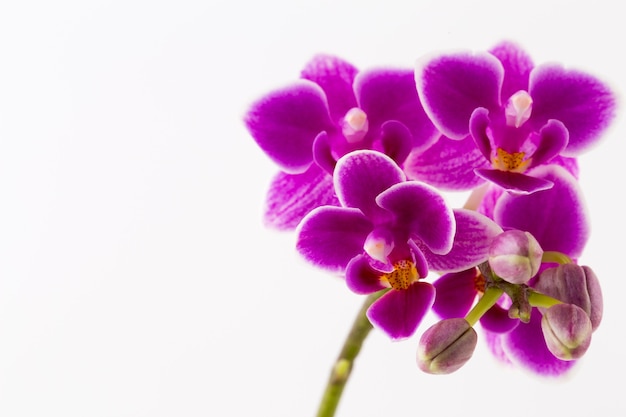 Orquídea sobre un blanco