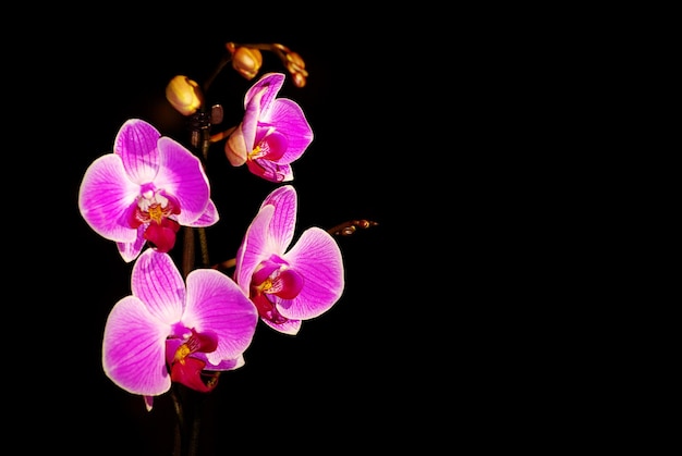 Orquídea sobre un fondo negro