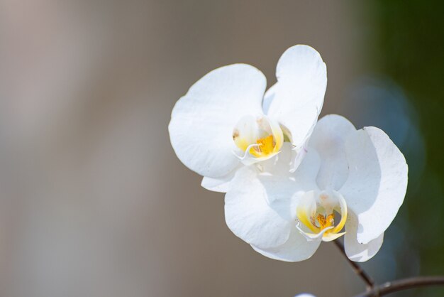 Orquidea, uma bela orquídea branca em um parque no Brasil, foco seletivo.