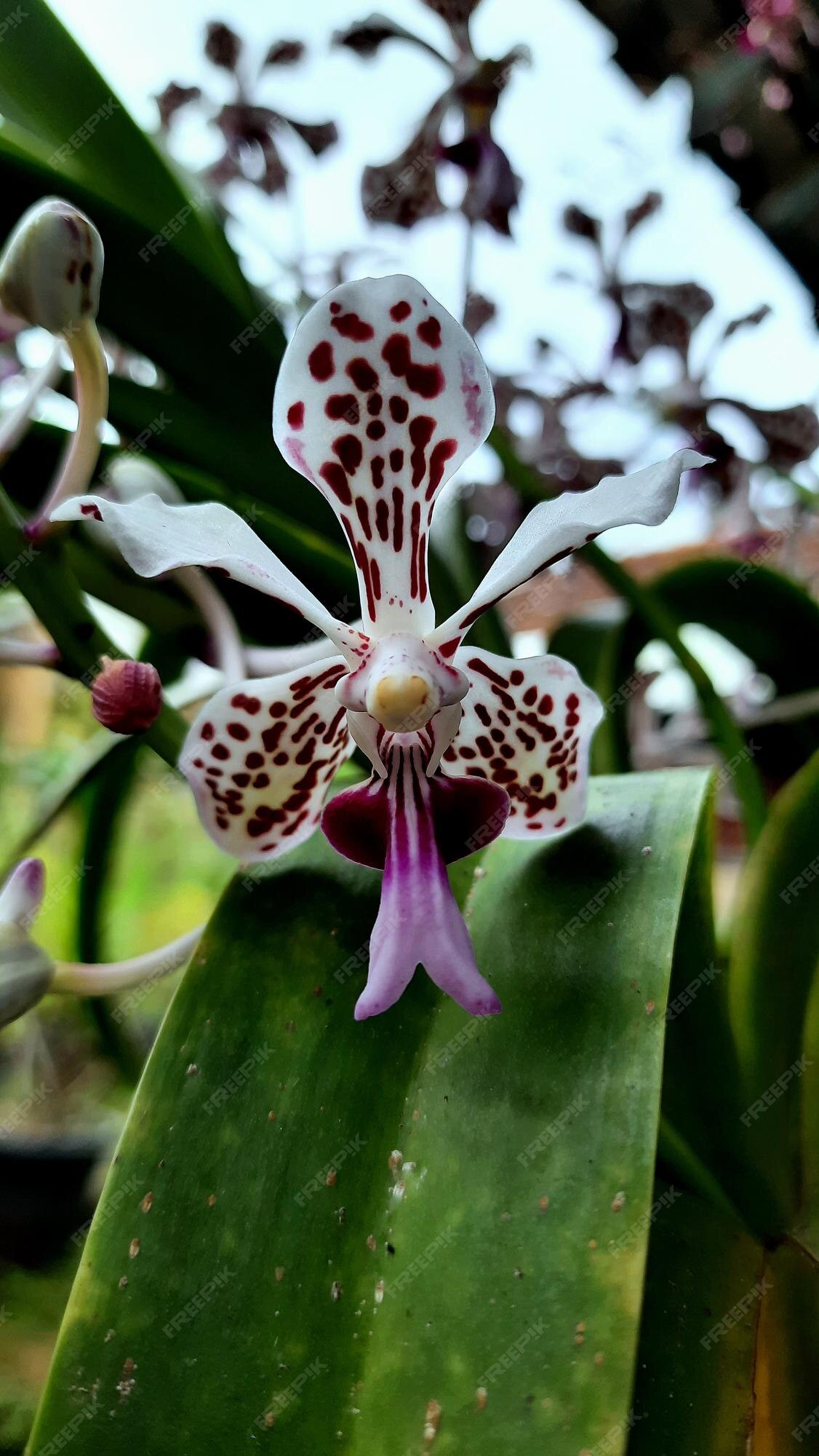 Orquídea vanda flor tricolor, branca com motivo bolinhas roxas | Foto  Premium