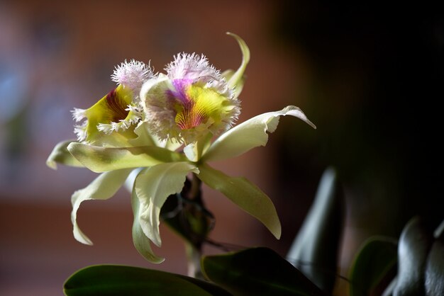 Orquídea verde sobre fondo marrón oscuro