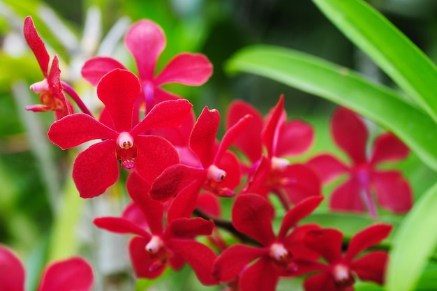 Orquídea vermelha florescendo no fundo verde da natureza