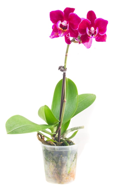 Orquídea vermelha fresca com folhas verdes em um vaso