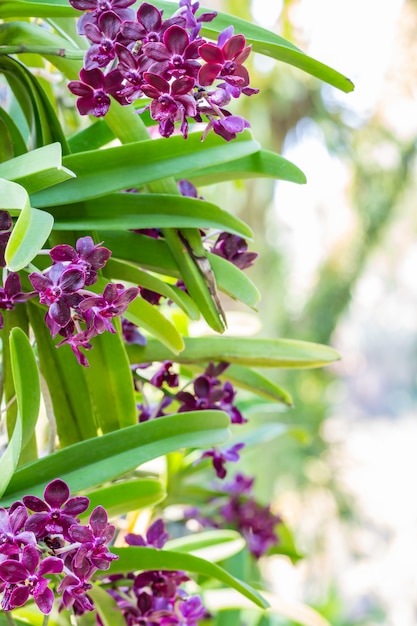 Orquídea vermelha, Rhynchostylis gigantea.