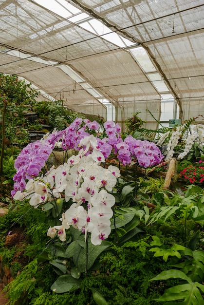 Orquídea violeta &amp; branca no jardim tropical no dia da estufa para o agroturismo