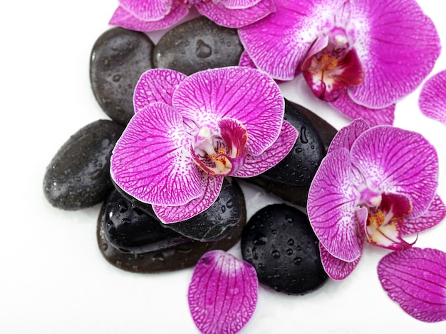 Orquídea violeta y piedras zen aisladas en blanco