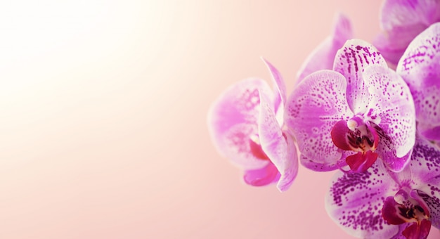 Orquídea violeta sobre fondo rosa