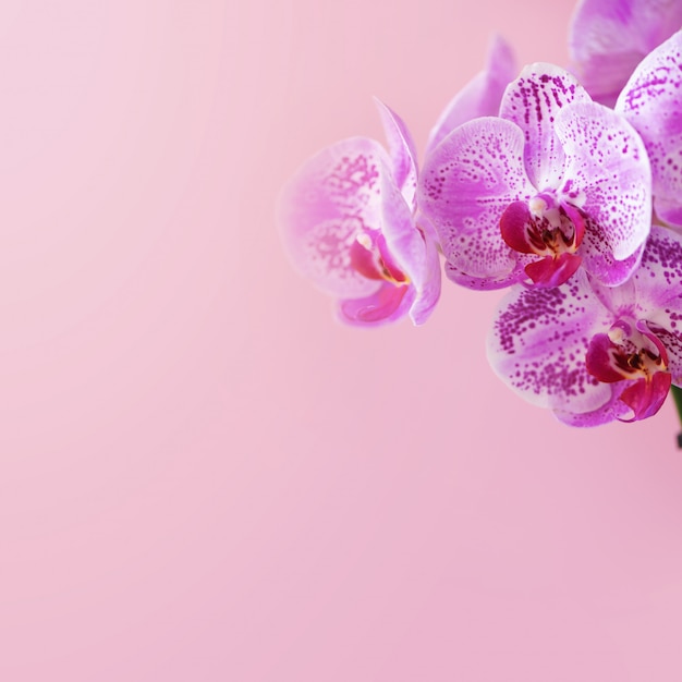 Foto orquídea violeta sobre fondo rosa