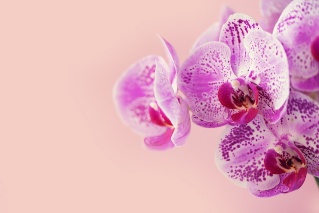 Orquídea violeta sobre fondo rosa