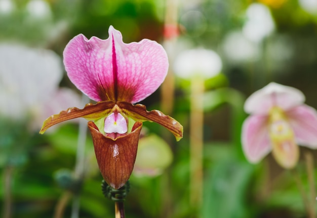 Orquídea zapatilla de señora, Cypripedioideae Paphiopedilum