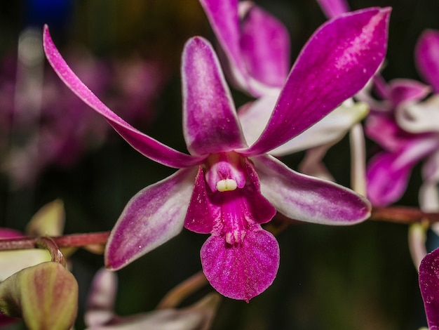 Orquídea