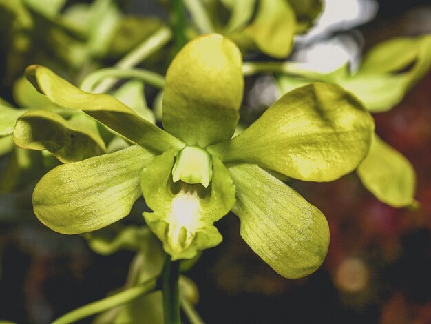 Orquídea