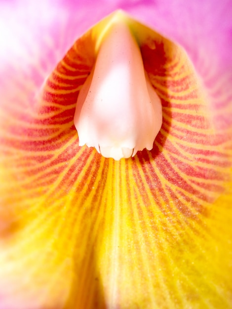 Orquídea